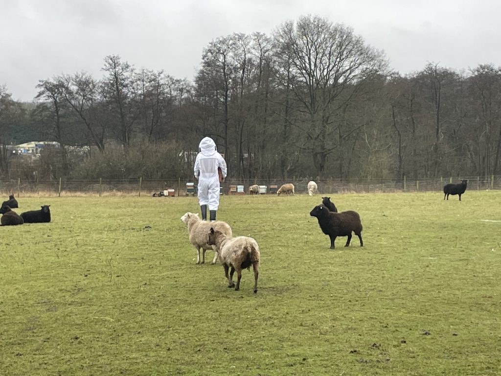 Our apiary in Chipstead, Kent IMG 0344 1024x768