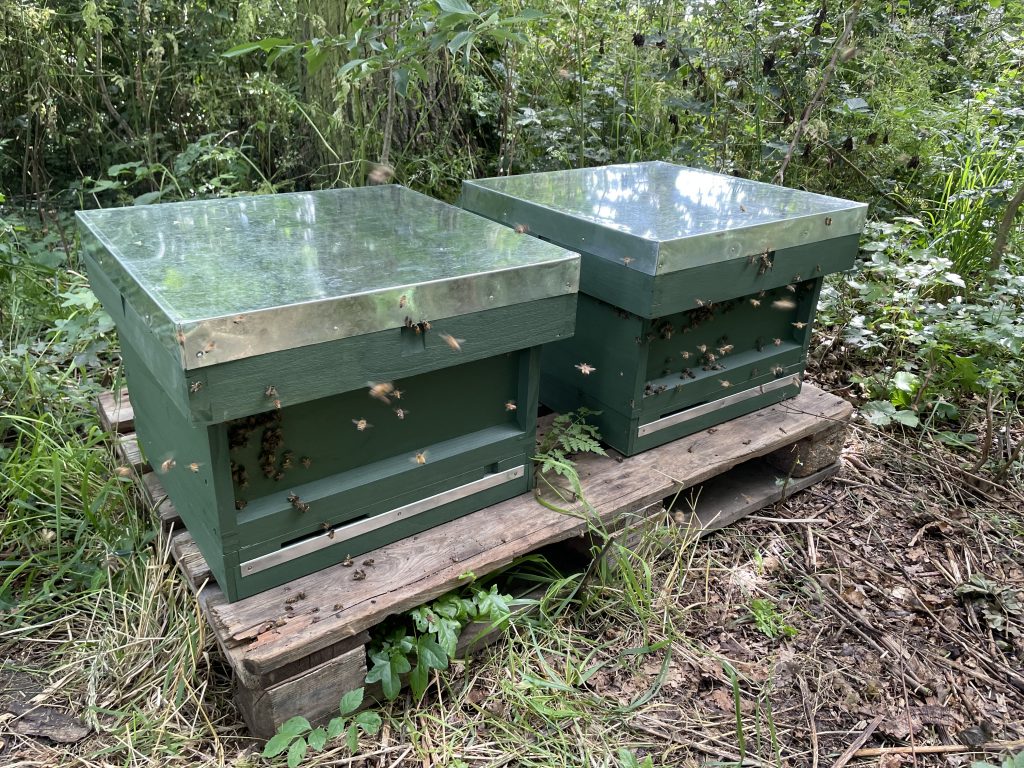 Our first beehives IMG 1809 1024x768