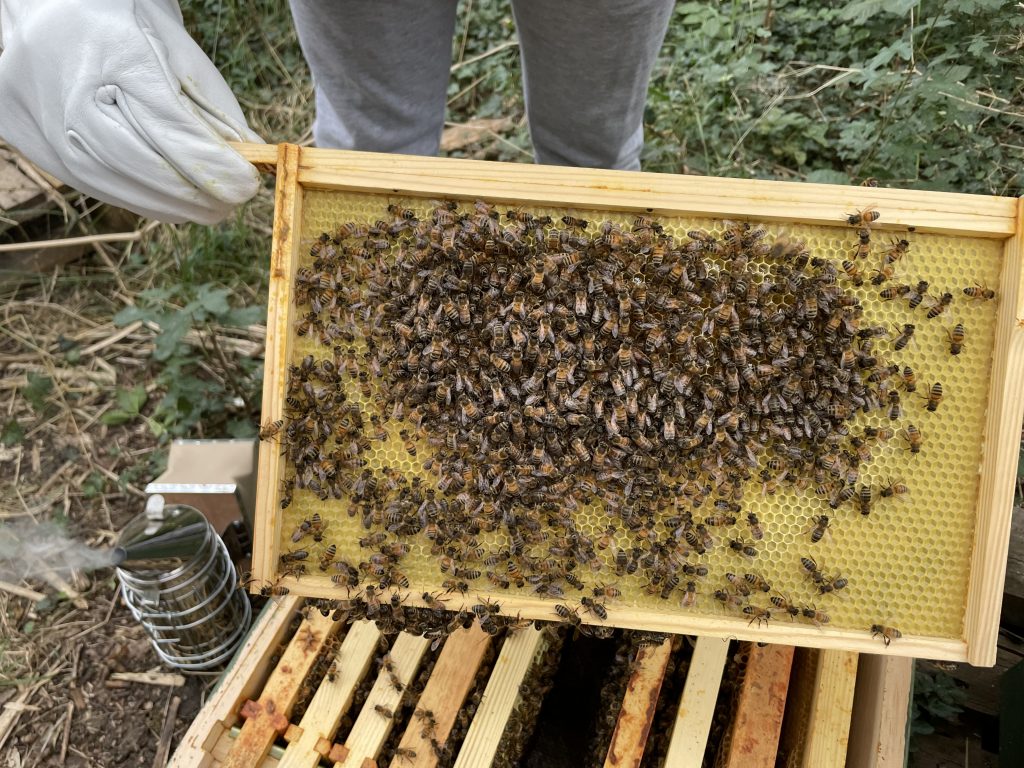 Frame with bees IMG 2002 1024x768