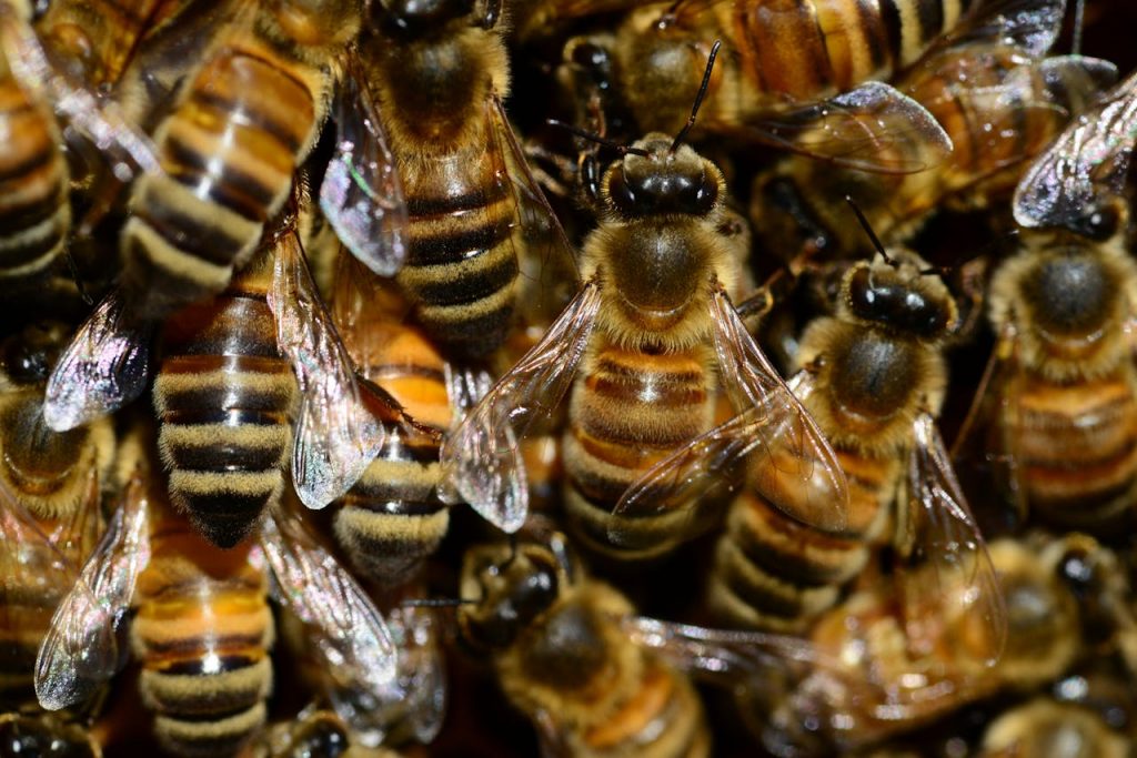 honey bee buckfast insect 57471 Macro shot of honeybees in a hive, showcasing their striped bodies and transparent wings.