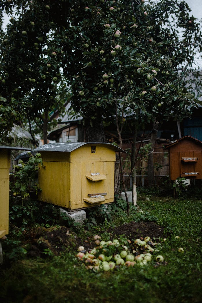 Charming beehives set against an apple-laden tree in a rustic garden scene, perfect for nature enthusiasts.