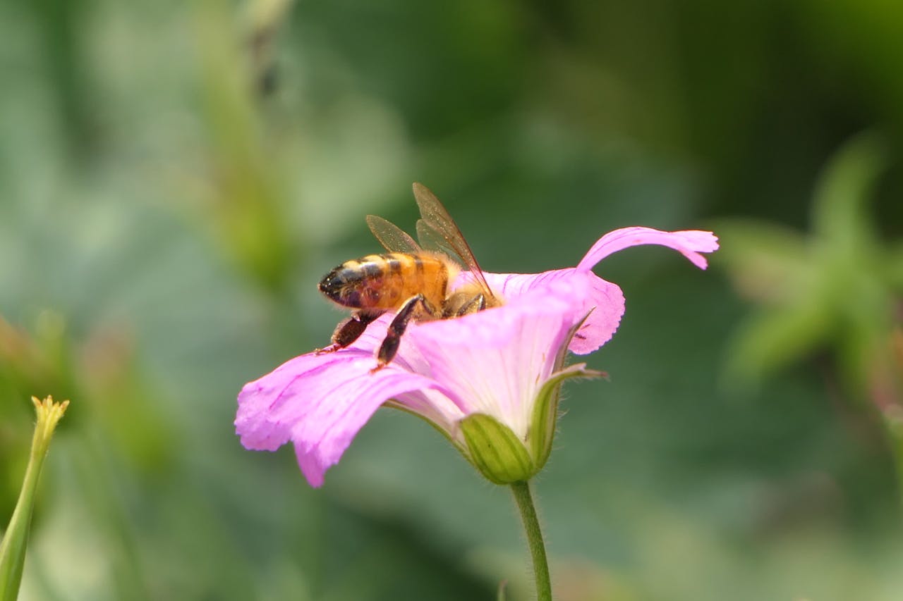 Detailed shot of a honeybee pollinating a pink flower, showcasing nature