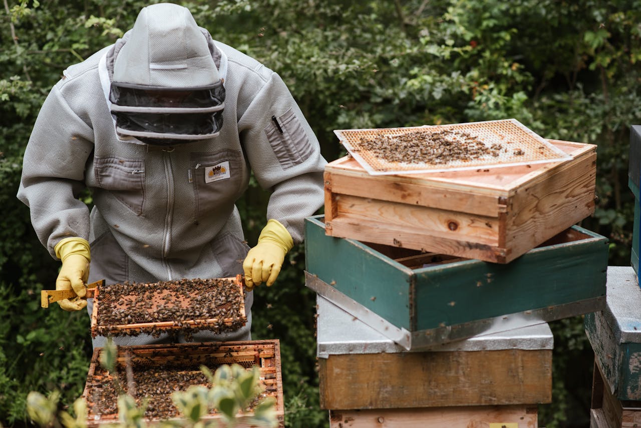 A beekeeper in protective gear examines honeycomb frames outdoors.