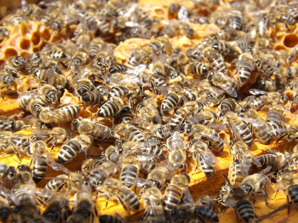 A vibrant close-up of bees swarming on a honeycomb filled with honey, showcasing their busy colony life.
